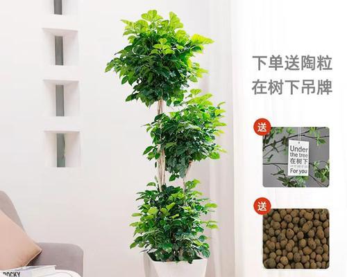 幸福树摆放位置有何讲究？怎样摆放更有利于生长？