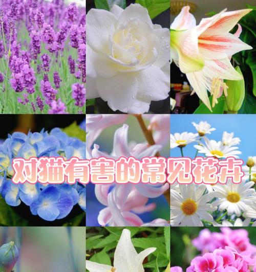哪些花有奇特功能？它们的特殊用途是什么？