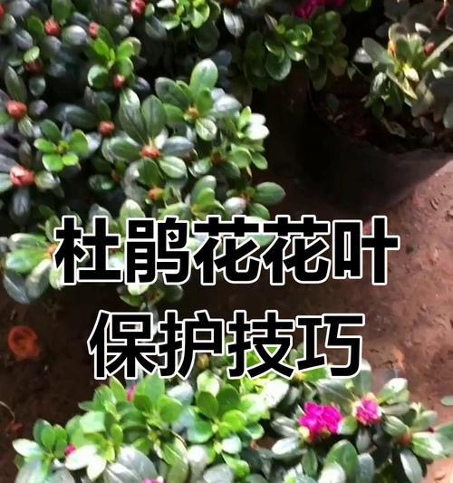 杜鹃花的养护技巧和注意事项是什么？