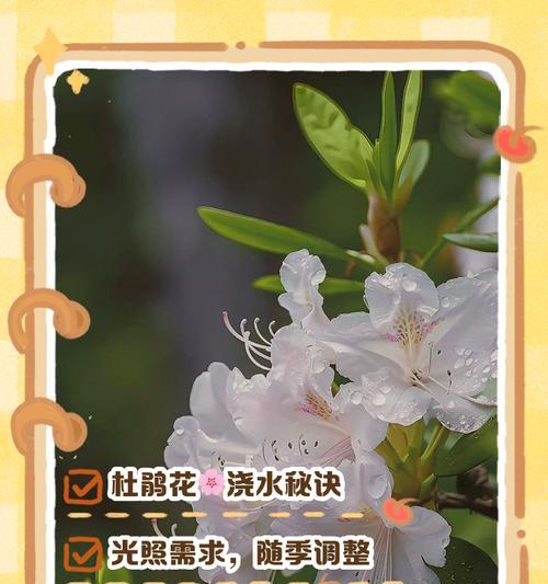 杜鹃花的养护技巧和注意事项是什么？
