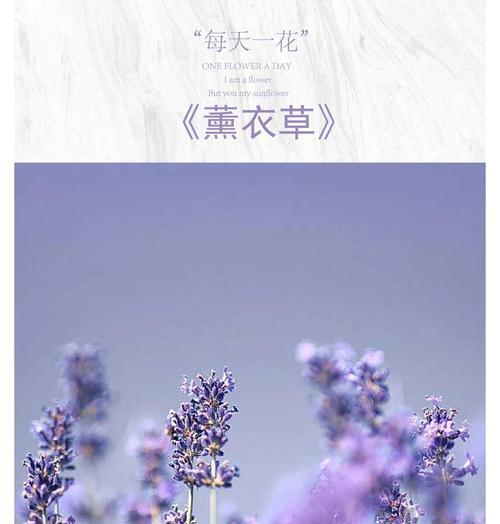 盆栽薰衣草的正确方法是什么？