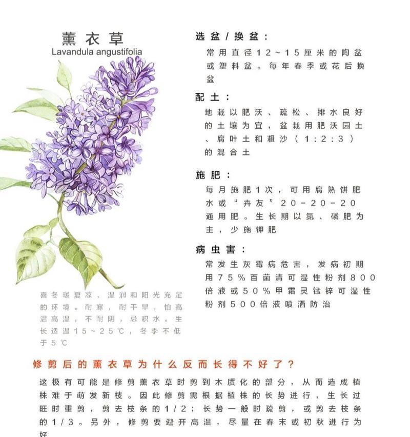 盆栽薰衣草的正确方法是什么？
