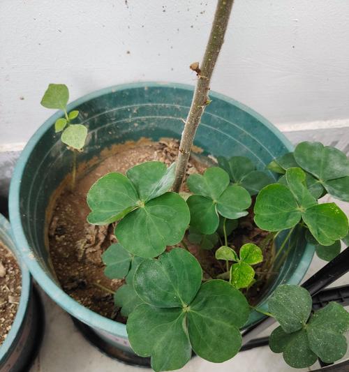 盆栽薰衣草的正确方法是什么？