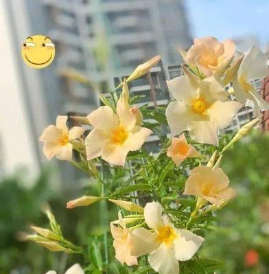 双喜藤的正确养护方式有哪些？