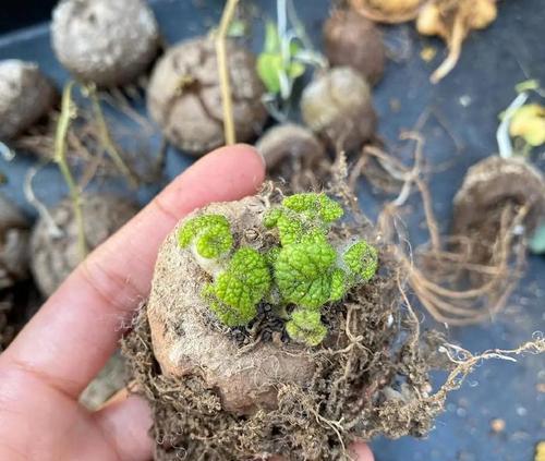 大岩桐种球种植的步骤和技巧是什么？