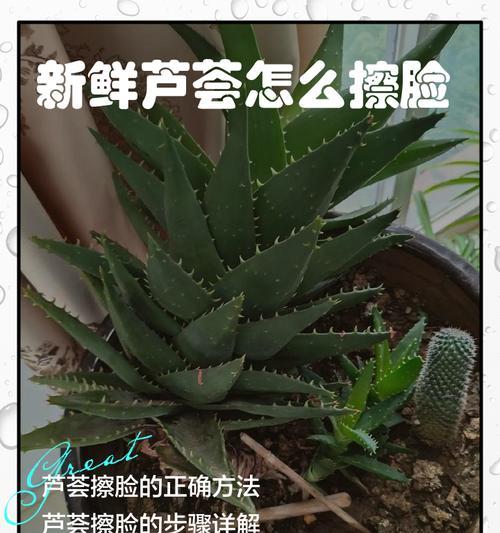 芦荟种植的正确方法和注意事项有哪些？