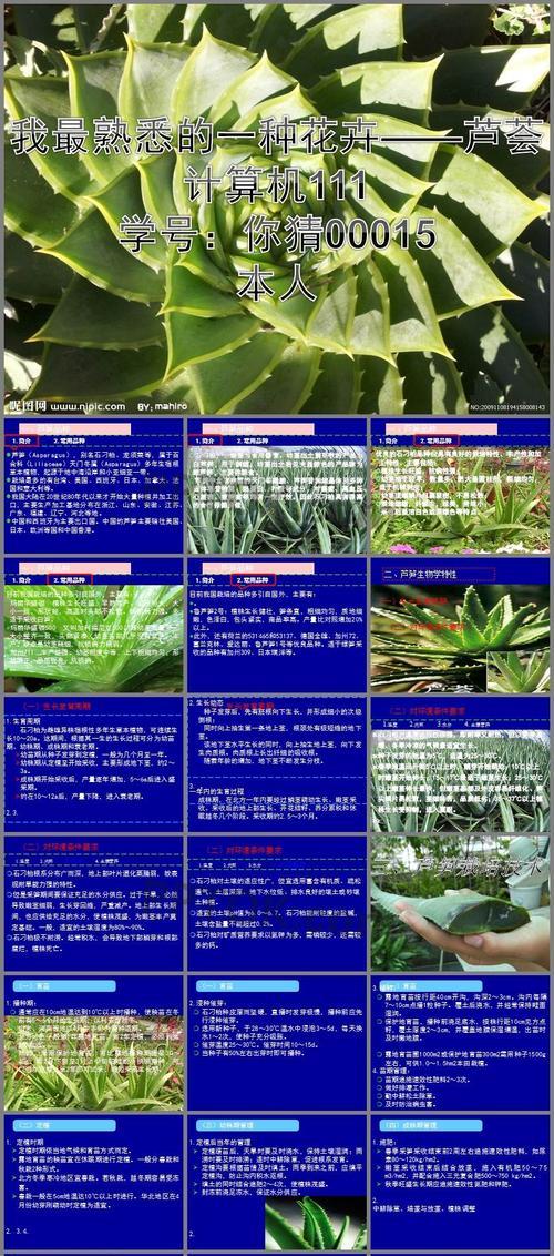 芦荟种植的正确方法和注意事项有哪些？