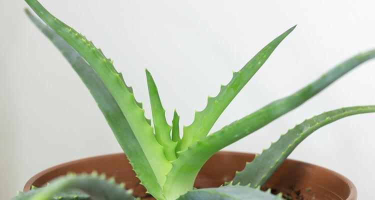 芦荟种植的正确方法和注意事项有哪些？