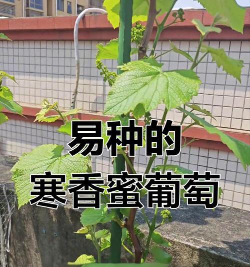 盆栽葡萄养殖方法有哪些？