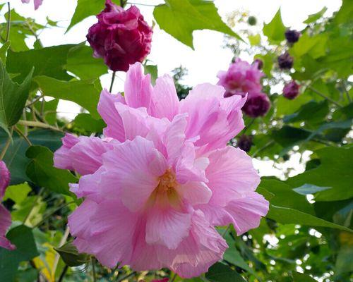 芙蓉莲的养殖方法是什么？如何解决养护中的问题？