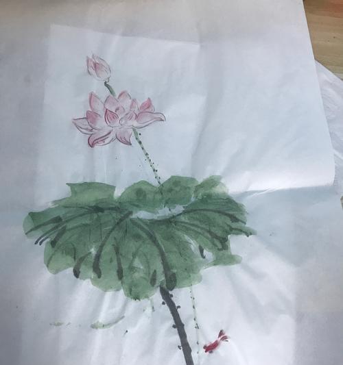 芙蓉莲的养殖方法是什么？如何解决养护中的问题？