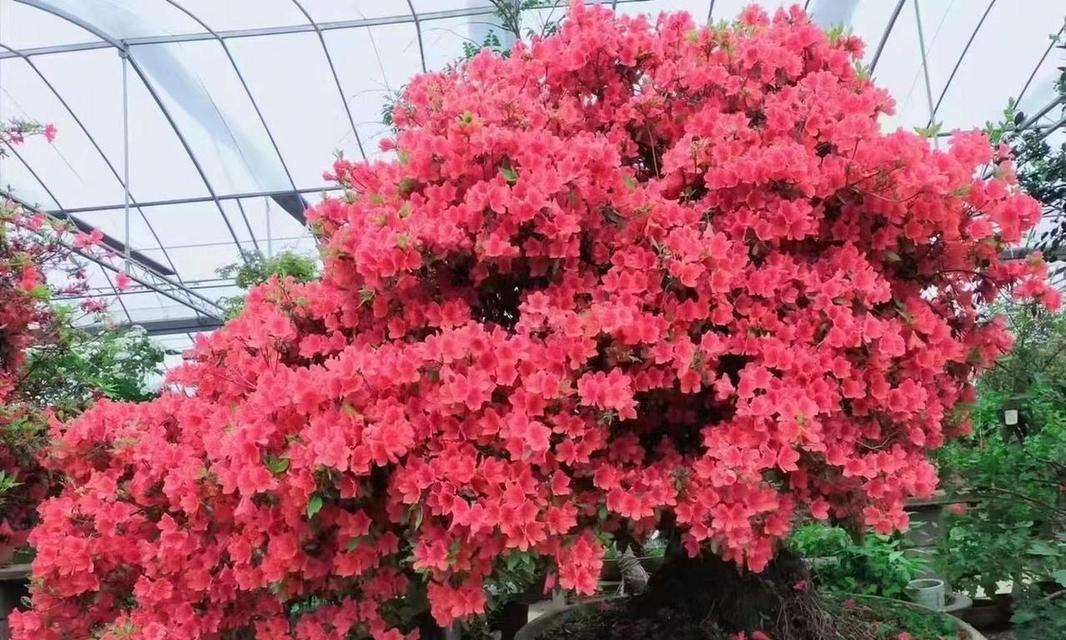 杜鹃花有哪些品种分类？不同品种的杜鹃花有何特点？