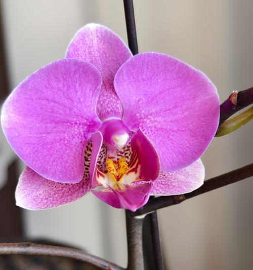 蝴蝶兰花苞生长时间：何时开始长花苞？