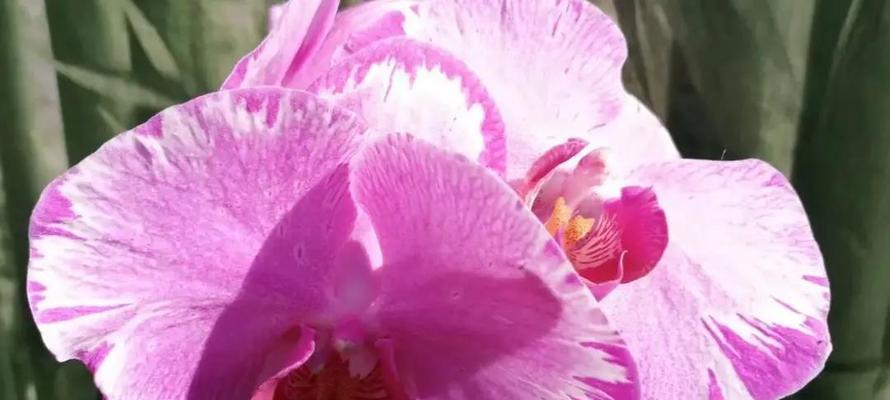 蝴蝶兰花苞生长时间：何时开始长花苞？