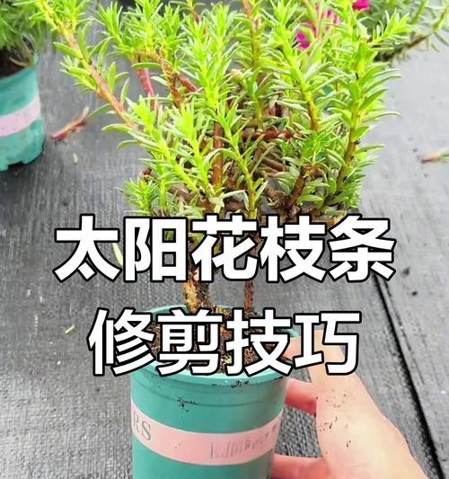 太阳花的养殖方法和注意事项？