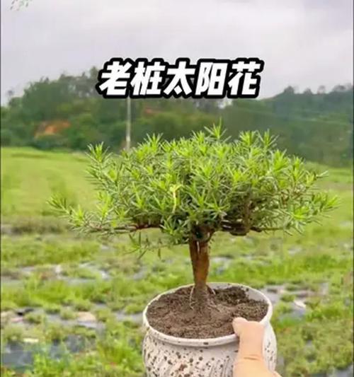 太阳花的养殖方法和注意事项？