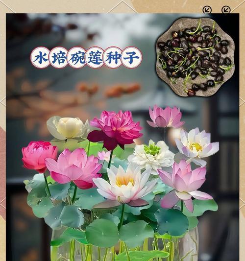 碗莲的种子怎么种？碗莲种植的步骤和技巧是什么？