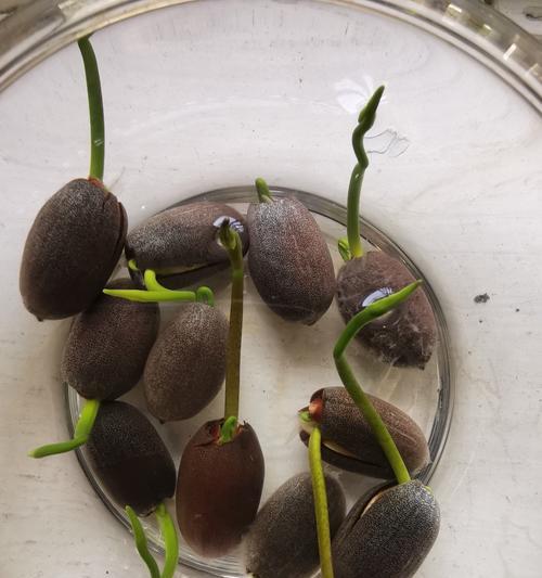 碗莲的种子怎么种？碗莲种植的步骤和技巧是什么？