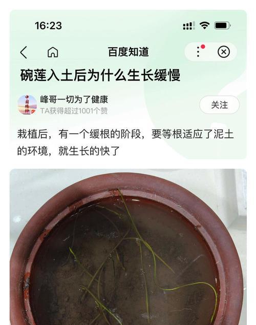 碗莲的种子怎么种？碗莲种植的步骤和技巧是什么？