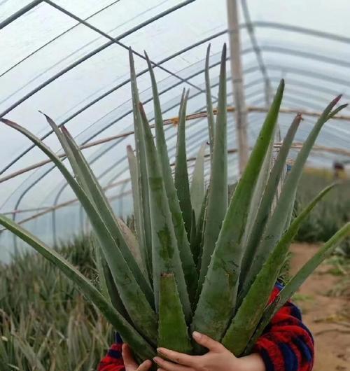 库拉芦荟的特征是什么？