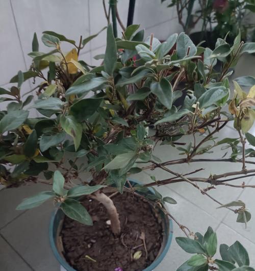 盆栽金银花浇水的最佳时机是什么？