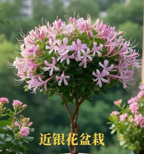 盆栽金银花浇水的最佳时机是什么？