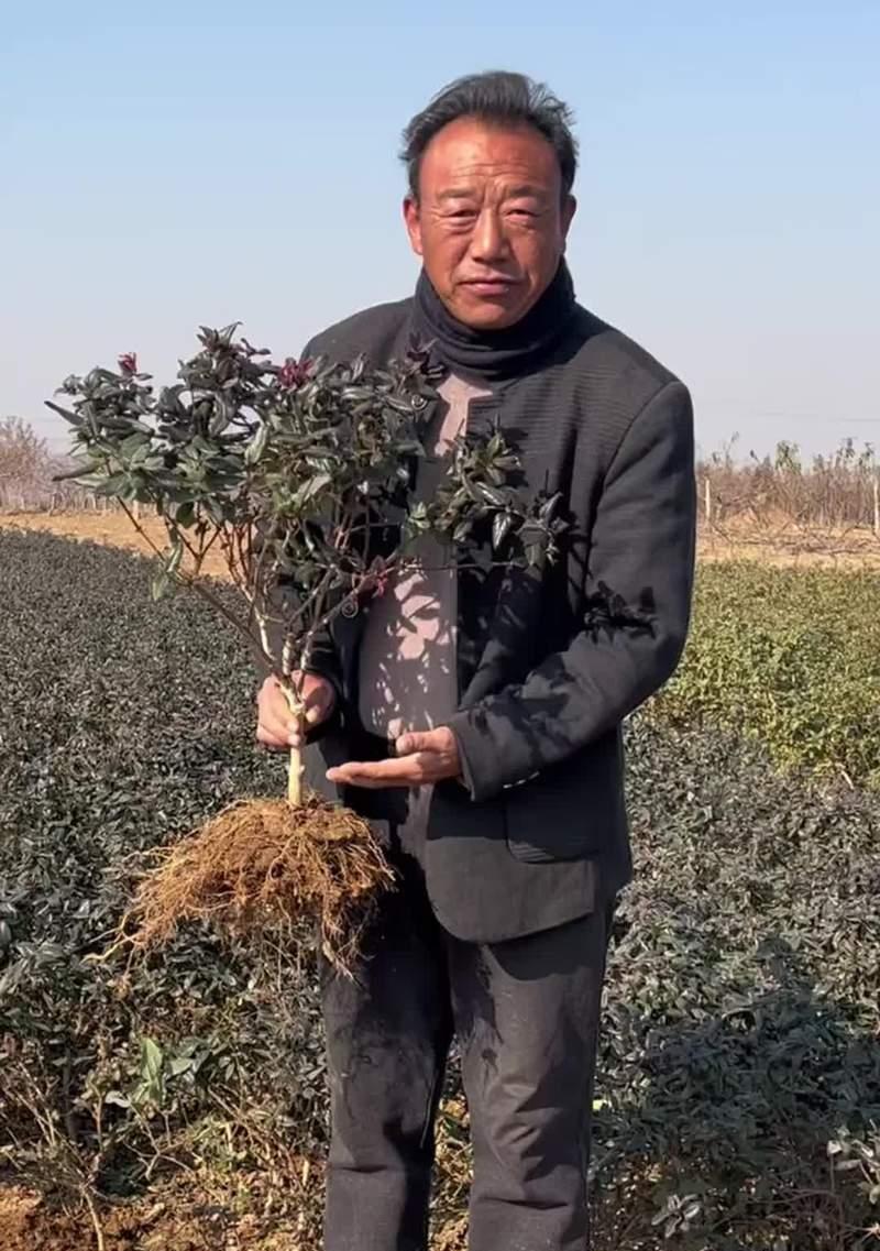 盆栽金银花浇水的最佳时机是什么？