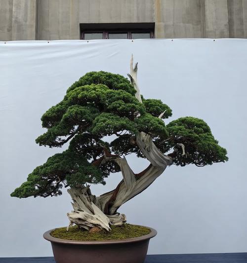 盆景欣赏的技巧有哪些？如何正确欣赏盆景？
