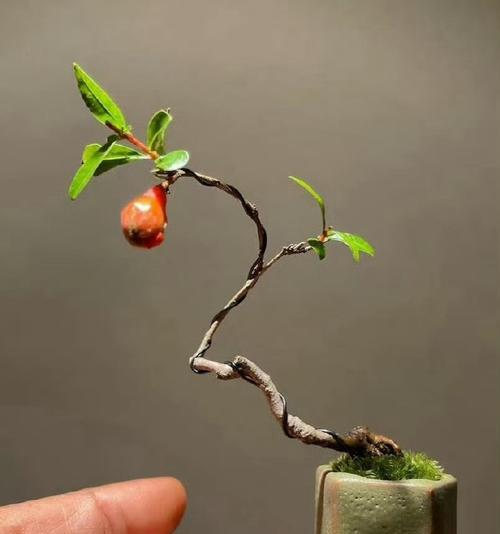 盆景欣赏的技巧有哪些？如何正确欣赏盆景？