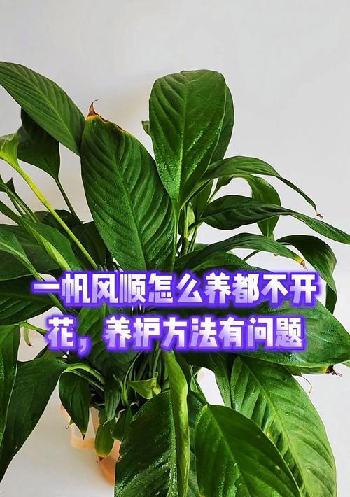 一帆风顺花的养殖方法是什么？