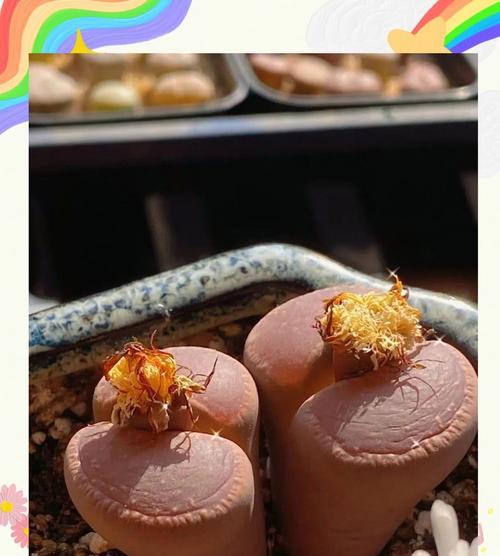 石生花的繁殖方法和步骤是什么？