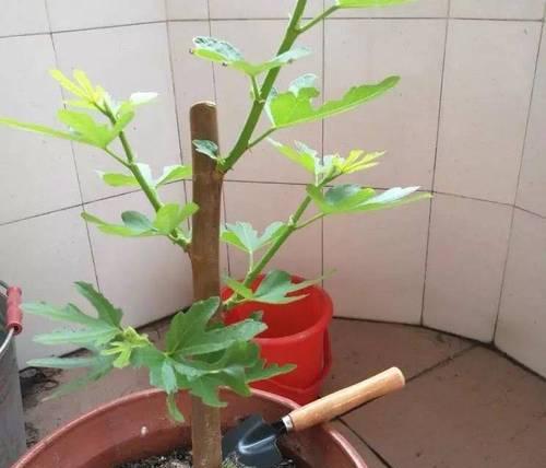 盆栽无花果适合哪种土壤？如何选择合适的土壤？