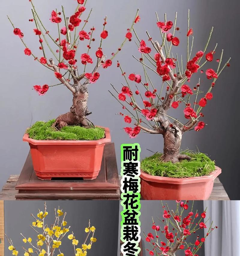 梅花的正确养护方式有哪些？