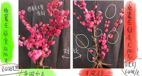 梅花的正确养护方式有哪些？