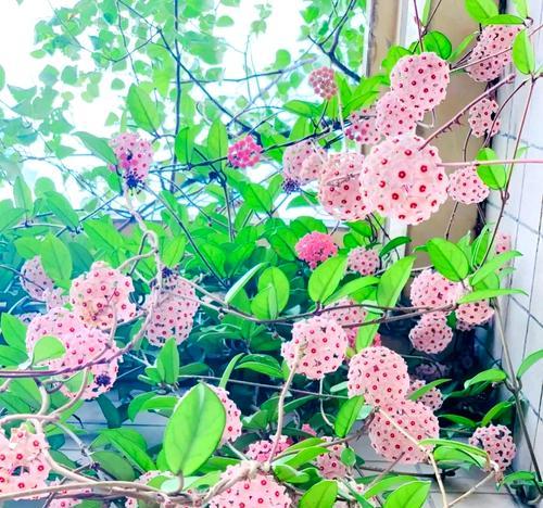 秋季的花卉有哪些？如何选择和养护？