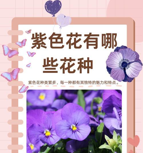有哪些常见的紫色花卉？
