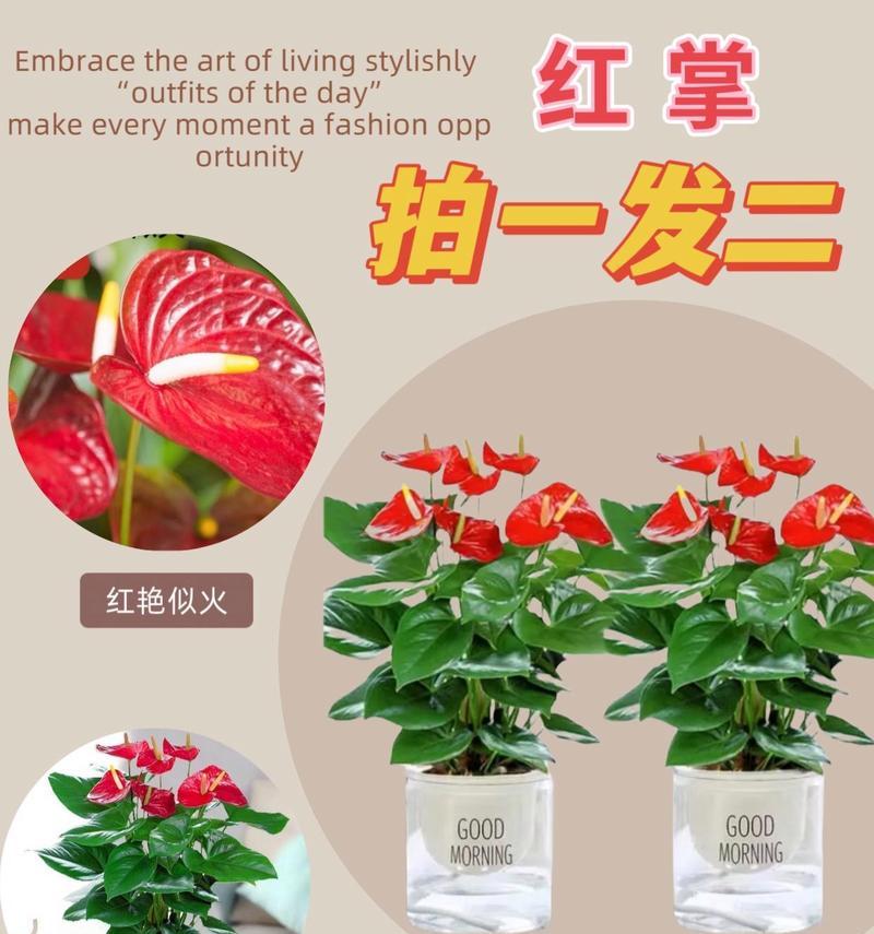 水培红掌的步骤是什么？怎样确保红掌水培成功？