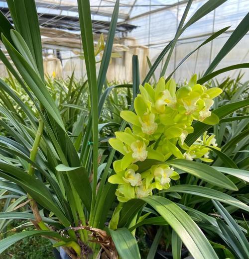 大花蕙兰适宜的花盆类型是什么？