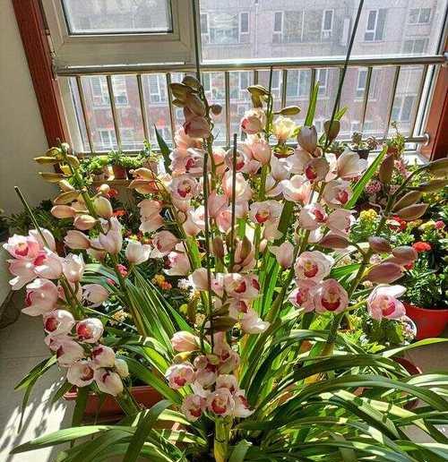 大花蕙兰适宜的花盆类型是什么？
