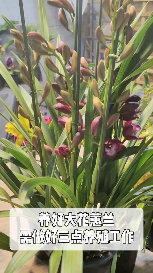 大花蕙兰适宜的花盆类型是什么？
