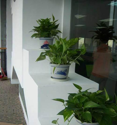 盆景租赁服务怎么样？如何挑选合适的盆景？
