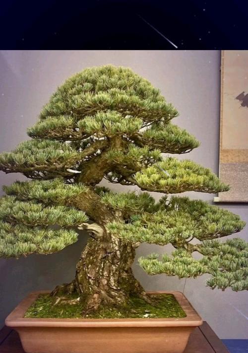 盆景租赁服务怎么样？如何挑选合适的盆景？