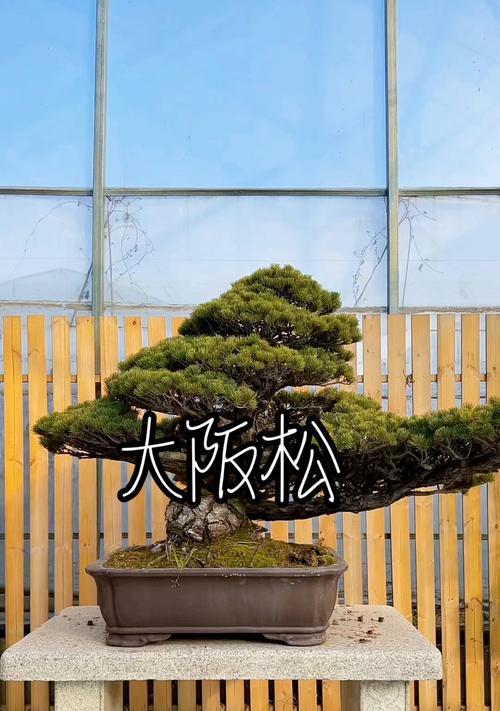 盆景租赁服务怎么样？如何挑选合适的盆景？