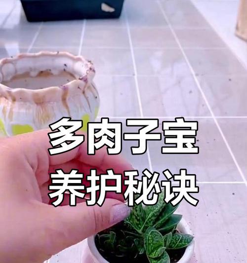 子宝烂根的处理方法是什么？如何预防子宝烂根？
