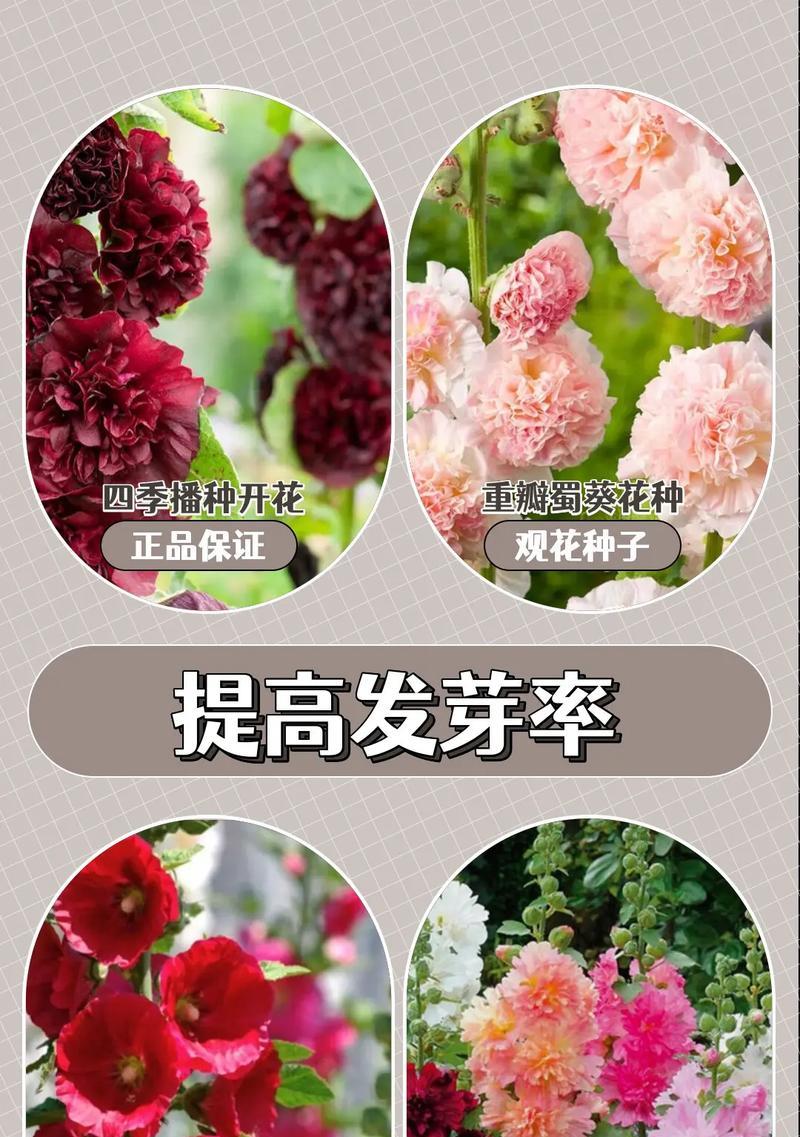 蜀葵的种植方法是什么？如何确保蜀葵健康成长？