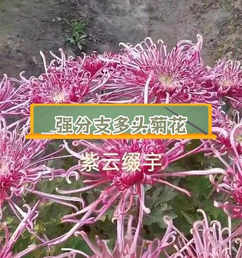 菊花有哪些品种分类？菊花品种分类方法是什么？