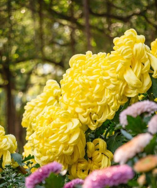 菊花有哪些品种分类？菊花品种分类方法是什么？