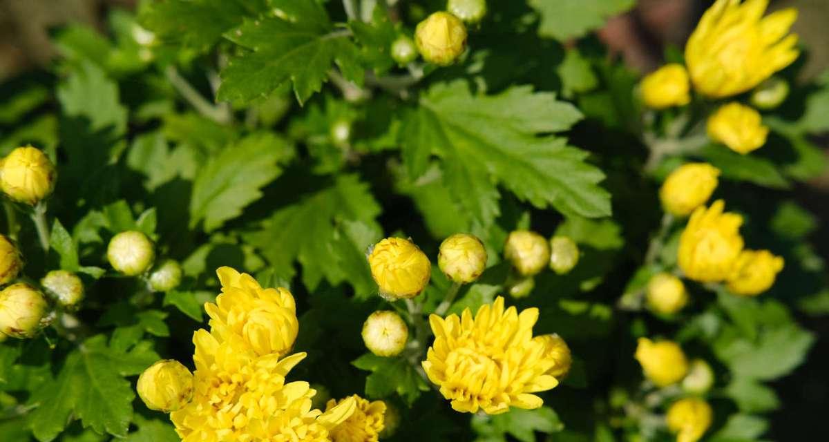 菊花有哪些品种分类？菊花品种分类方法是什么？