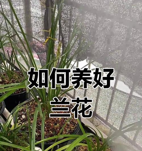 秋季兰花的养护技巧和管理要点是什么？