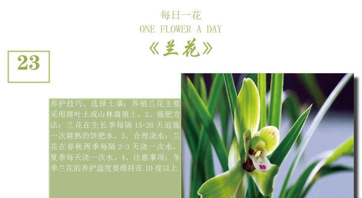 秋季兰花的养护技巧和管理要点是什么？
